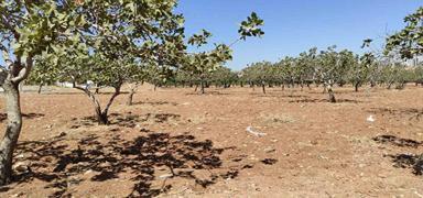 �anl�urfa'da 2 g�nd�r kay�pt�! F�st�k bah�esinde cans�z bedeni bulundu