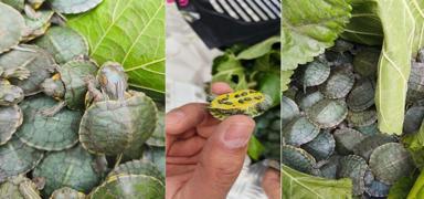 Yolcu otob�s�nden 500 su kaplumba�as� ��kt�