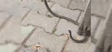 Mahallelinin kabusu oldu: 3 g�n n�bet tuttular