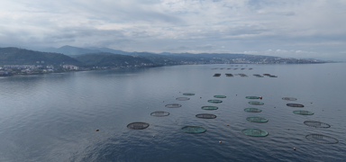 Karadeniz'den d�nya pazar�na 39 bin ton su �r�n�! Rusya, Yunanistan ve Japonya ba�l�ca al�c�lar oldu