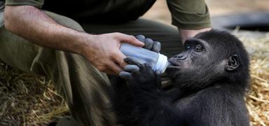 Zeytin'i k�t���m�ze ald�k! DNA testi sonu�land�: T�rkiye'de kalacak