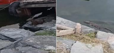 Nesli t�kenmekte olan su samuru K���k�ekmece'de g�r�ld�