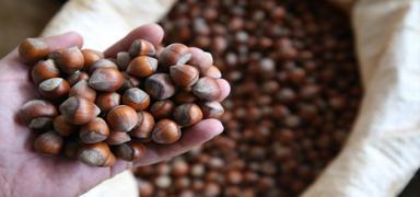 'Ferrero T�rkiye'den f�nd�k al�m�n� durdurdu' iddias�na a��klama geldi: Piyasa manip�lasyona teslim edilmez