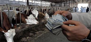 Yeni d�nem 1 Ocak'ta ba�l�yor! Hayvanc�l�k desteklemede kurallar de�i�ti