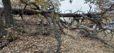 Bu ormana balta sokmak yasak! Sebebi bin y�ll�k bir rivayet