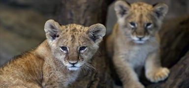 Tuzla'da veterinere bask�n! Afrika aslan� ele ge�irildi