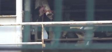 Band�rma a��klar�nda demirleyen gemi tedirgin etti