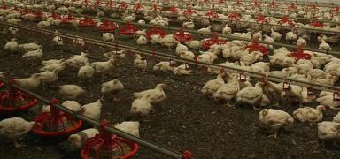 �spanya'da ku� gribi �nlemi! K�mesler kapat�ld�