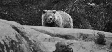 Japonya'da AVM'ye giren ay� �ld�r�ld�