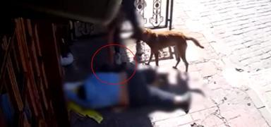 Pes art�k! Sokak ortas�nda bay�lan ki�inin telefonunu k�pe�iyle b�yle �ald�