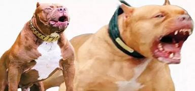 �nternetten tek t�kla pitbull ilan