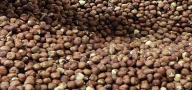 F�nd�k ihracat� �� ayda 547 milyon dolar kazand�rd�