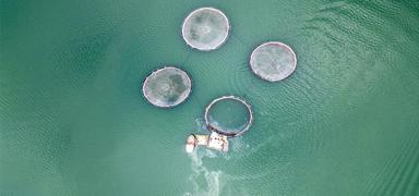 Denizi olmayan Tokat'�n somonlar� d�nyay� fethediyor: Hedef 150 ton