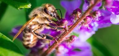 Yabani bal ar�lar� Avrupa'da resmi olarak tehlike alt�nda!