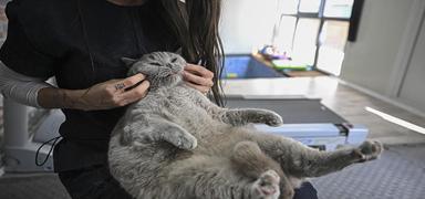 Obez kedileriniz i�in umut; Yeni kilo kayb� ilac� klinik testlere ba�lad�