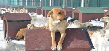 Sahiplendi, sonra soka�a att�! Rekor ceza �rnek oldu