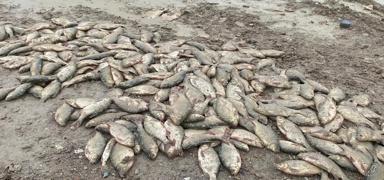 Bal�klar �amurda can verdi