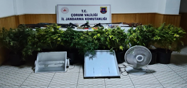 �orum'da uyu�turucu bitkisi operasyonu: 4 ki�i g�zalt�na al�nd�