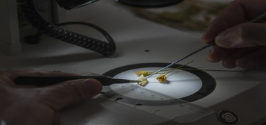 �ameli ve Fethiye aras�nda yeni bir bitki t�r� ke�fedildi! Ke�if, Phytotaxa'da yay�mland�