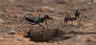 Do�an�n en tuhaf �reme y�ntemi: Krali�e kar�ncalar