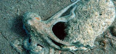 Ahtapotlar bizim gibi mi d���n�yor? Ara�t�rmalar �a��rtt�