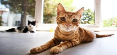 Kedinizle aran�zdaki ba�� g��lendiren �a��rt�c� hormon ortaya ��kt�