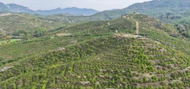 Yanan alanlar�n hepsi yeniden ye�eriyor! Karacabey: Tek bir metrekare bile ba�ka ama�la kullan�lmad�