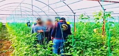 7 y�l sonra sakland��� serada yakaland�