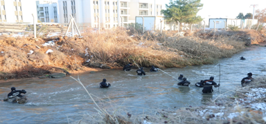 Harran'da can pazar�! Sulama kanal�nda arama devam ediyor