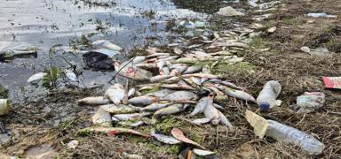 �stanbul'un g�be�inde yosun patlamas�: �l� bal�klar k�y�ya vurdu