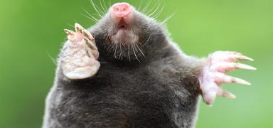 T�rkiye'de bilim d�nyas�n� heyecanland�ran ke�if! 3 yeni t�r bulundu