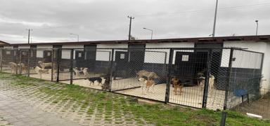 Ordu B�y�k�ehir Belediyesince hayvan bak�mevindeki k�pek �l�m�yle ilgili soru�turma ba�lat�ld�