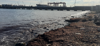 Tekirda�'da lodos: Sahil boyu k�rm�z� yosun kaplad�