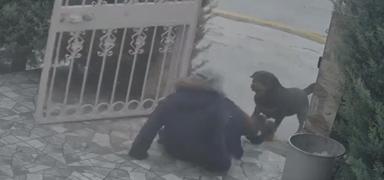 Ba�kentte sahipsiz k�pek facias�: Kom�unun yard�m�yla kurtuldu