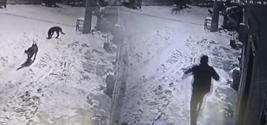 �ay i�erken bah�edeki sesleri duydu: Kurtlar� �aydanl�kla kovalad�