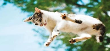 Ba�a d��en 'kediden' tazminat