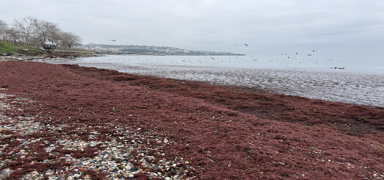 Tekirda�'da poyraz: Sahil k�rm�z� yosunla kapland�