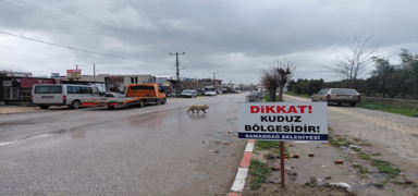Hatay'da kuduz alarm�: 4 mahalle karantinaya al�nd�