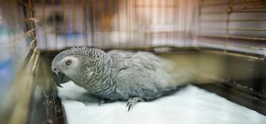 �stanbul Havaliman�'nda 'gri papa�an' operasyonu: Ka�ak��l��a ge�it verilmedi