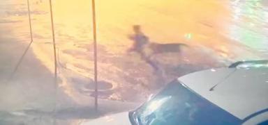 Ad�yaman'da sahipsiz k�pek deh�eti