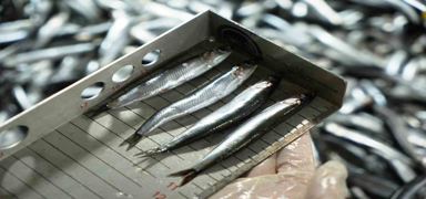 Avc�l�kta kural ihlaline ge�it yok! Denetimlerde ceza ya�d�