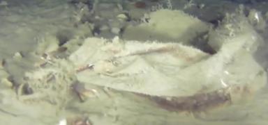 Marmara'n�n derinliklerindeki 51 y�ll�k s�r ��z�l�yor