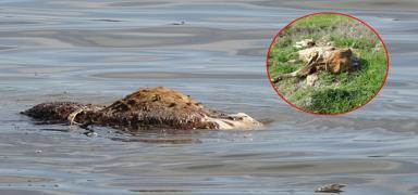 Atat�rk Baraj�'nda korkun� g�r�nt�: Hayvan le�leri suyun y�z�nde g�r�nd�