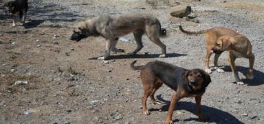 Ba��bo� k�pekler deh�et sa�t�