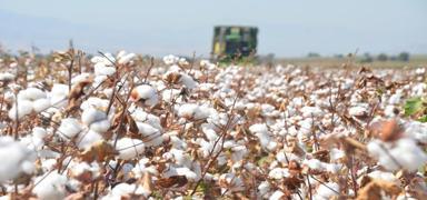 Sekt�r rotay� de�i�tirdi! Do�al pamu�a talep art�yor