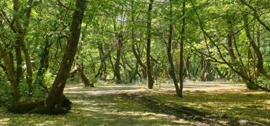 Amasya'da ormanl�k alanlara giri�ler 31 Ekim'e kadar yasakland�