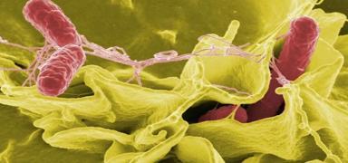 Fast food t�ketiminden ka��nma �a�r�s�! 11 salmonella vakas� tespit edildi