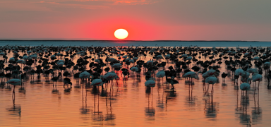 Tuz G�l� ailesi kalabal�kla��yor! Son 5 y�l�n flamingo rekoru k�r�ld�